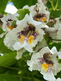 Catalpa, Northern