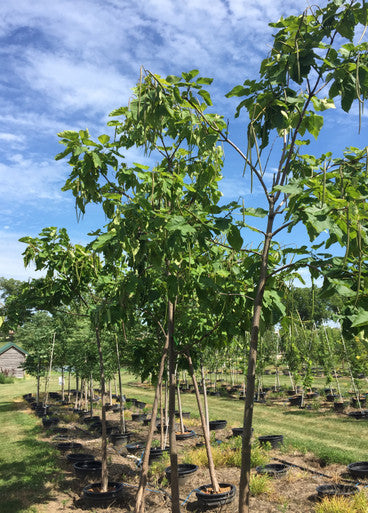 Catalpa, Northern