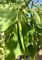 Catalpa, Northern