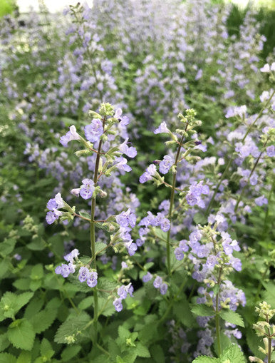 Catmint, Purrsian Blue #1
