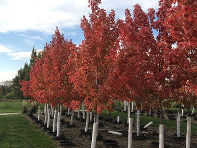 Maple, Hybrid, Celebration