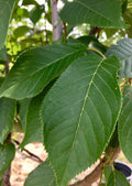 Cherry, Kwanzan