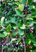 Chokeberry, Autumn Magic #5