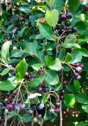Chokeberry, Autumn Magic #5
