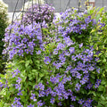 Clematis, Bush, Rain Dance #2