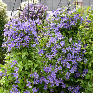 Clematis, Bush, Rain Dance #2