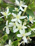 Clematis, Sweet Autumn #2