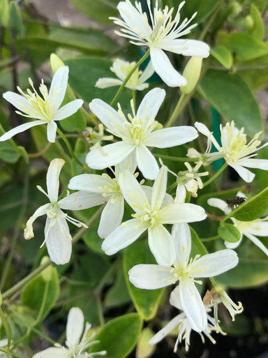 Clematis, Sweet Autumn #2