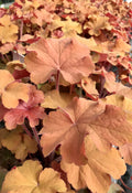 Coral Bells, Caramel #1