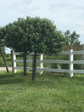 Crabapple, Coralburst 3" BB
