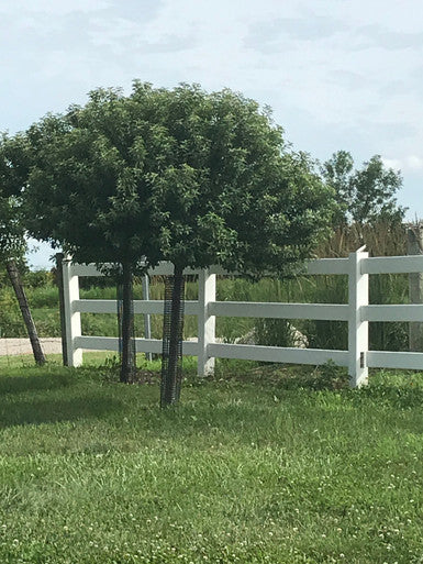 Crabapple, Coralburst 3" BB