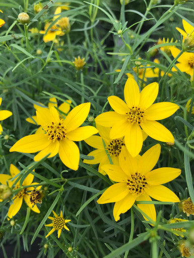 Coreopsis, Zagreb #1