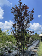 Crabapple, Gladiator