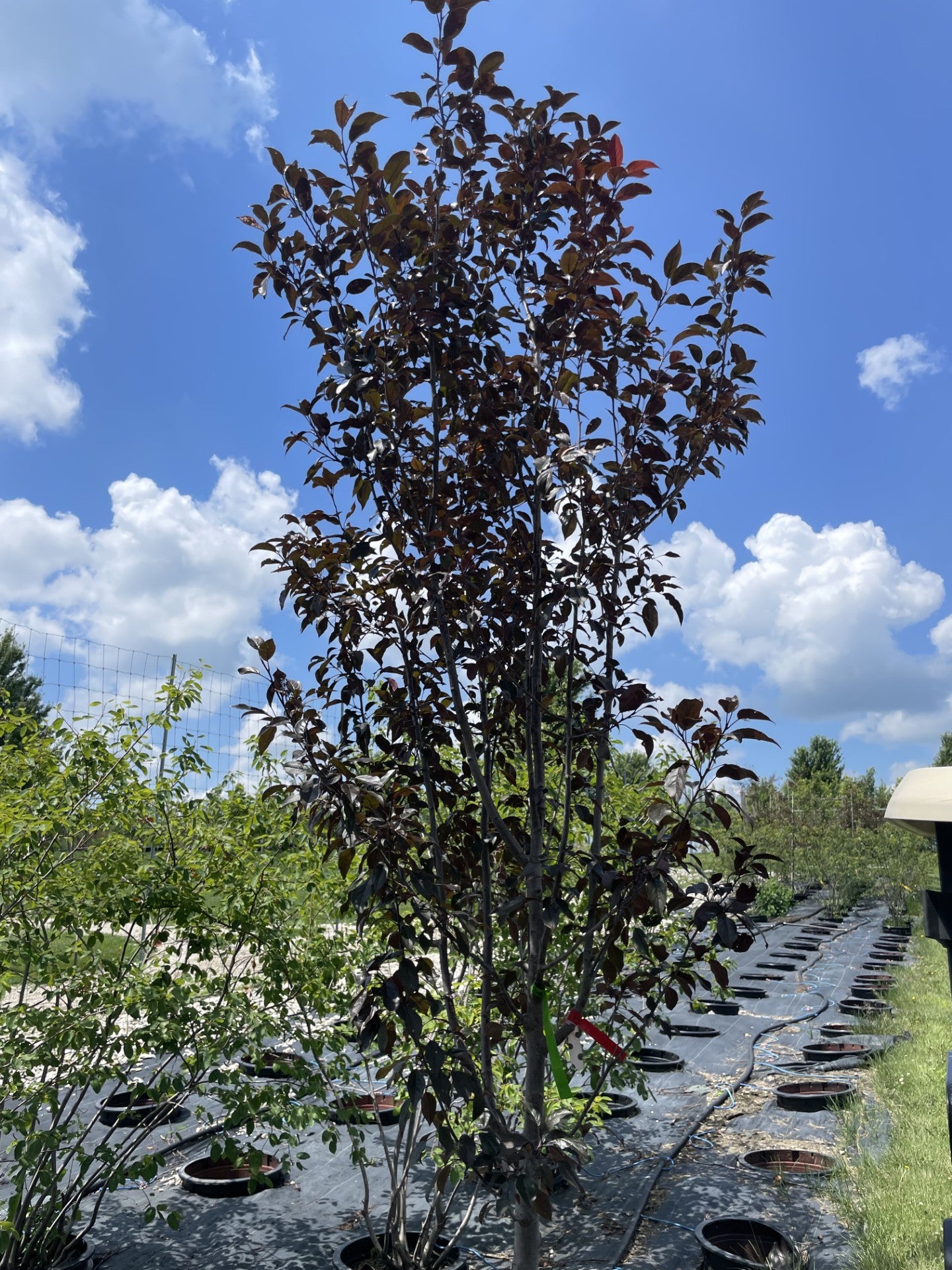 Crabapple, Gladiator