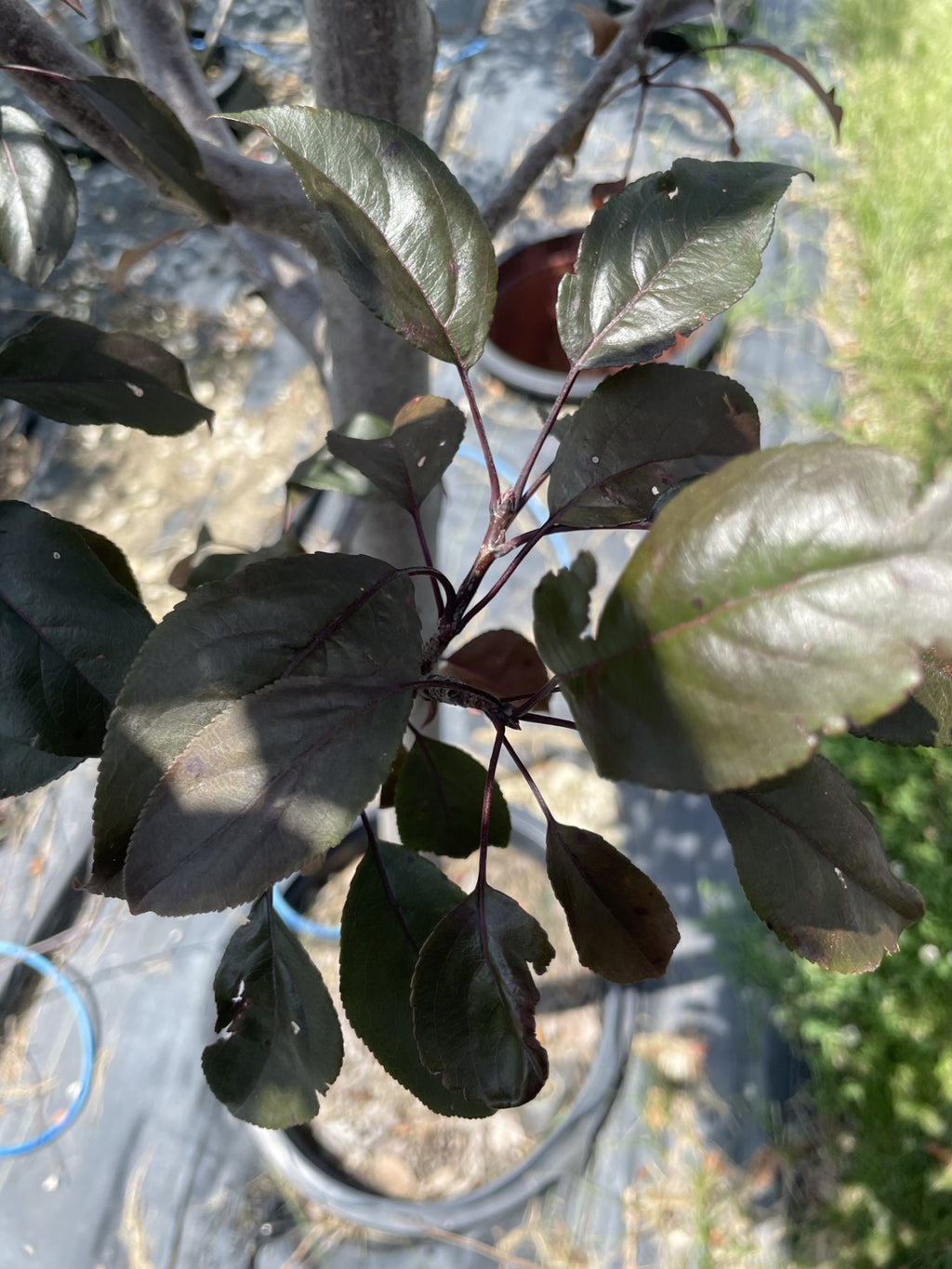 Crabapple, Gladiator