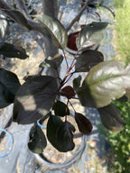 Crabapple, Gladiator