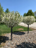 Crabapple, Lollipop 2" BB