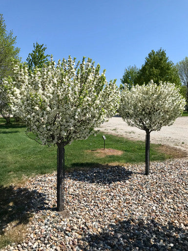 Crabapple, Lollipop 2" BB