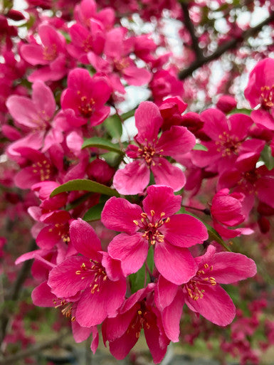 Crabapple, Prairifire