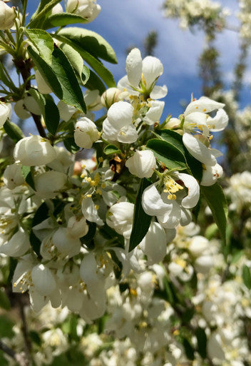 Crabapple, Spring Snow
