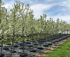 Crabapple, Spring Snow