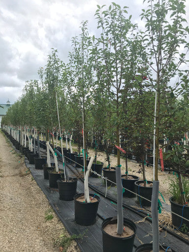 Crabapple, Starlite