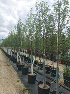 Crabapple, Starlite