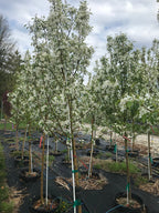 Crabapple, Starlite