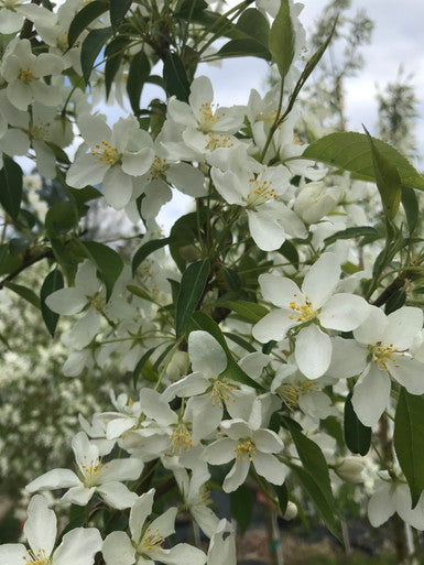 Crabapple, Starlite