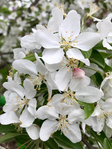 Crabapple, Sugar Tyme