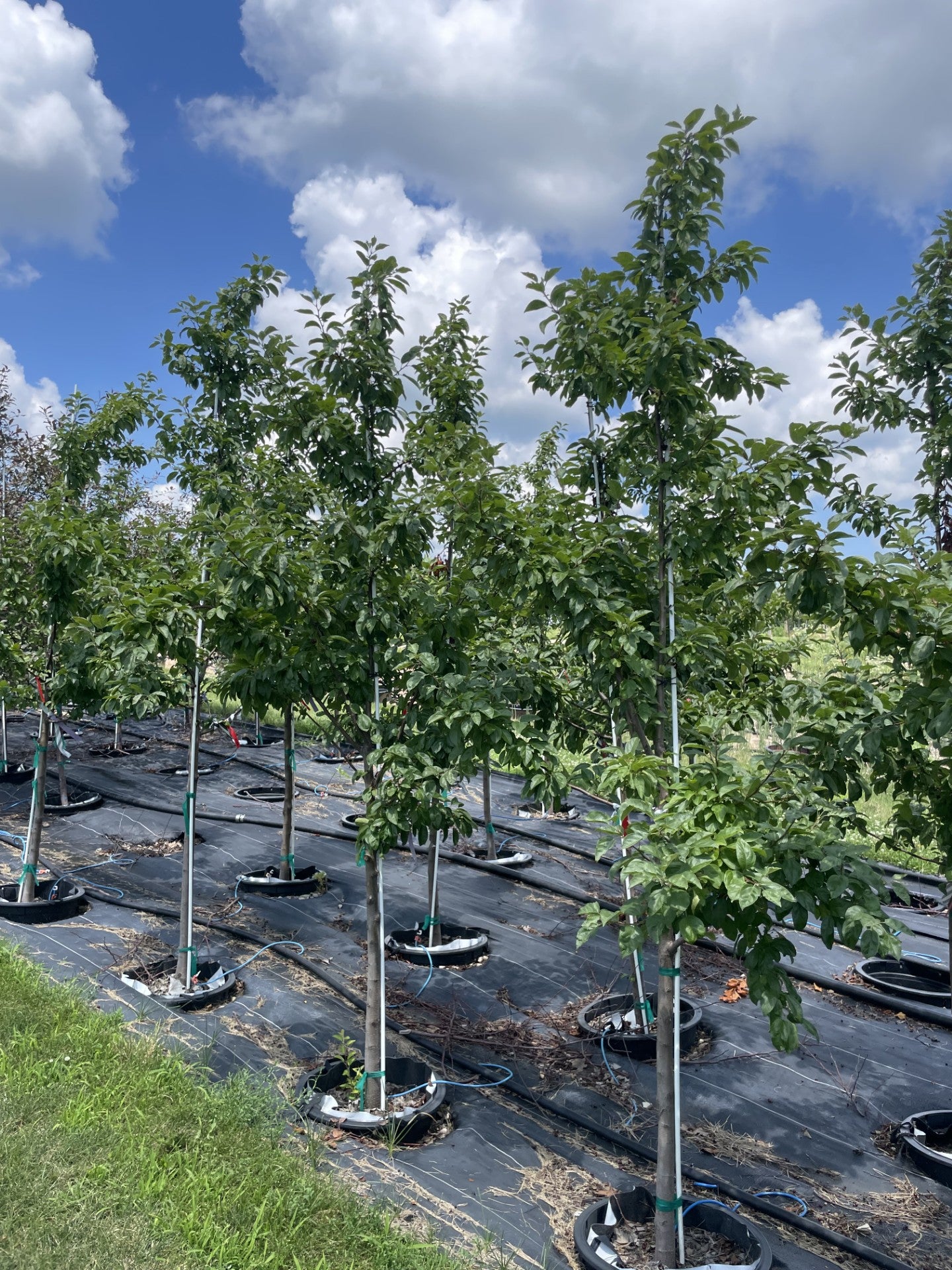 Crabapple, Sweet Sugar Tyme