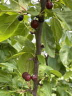 Crabapple, Sweet Sugar Tyme