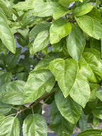 Crabapple, Sweet Sugar Tyme