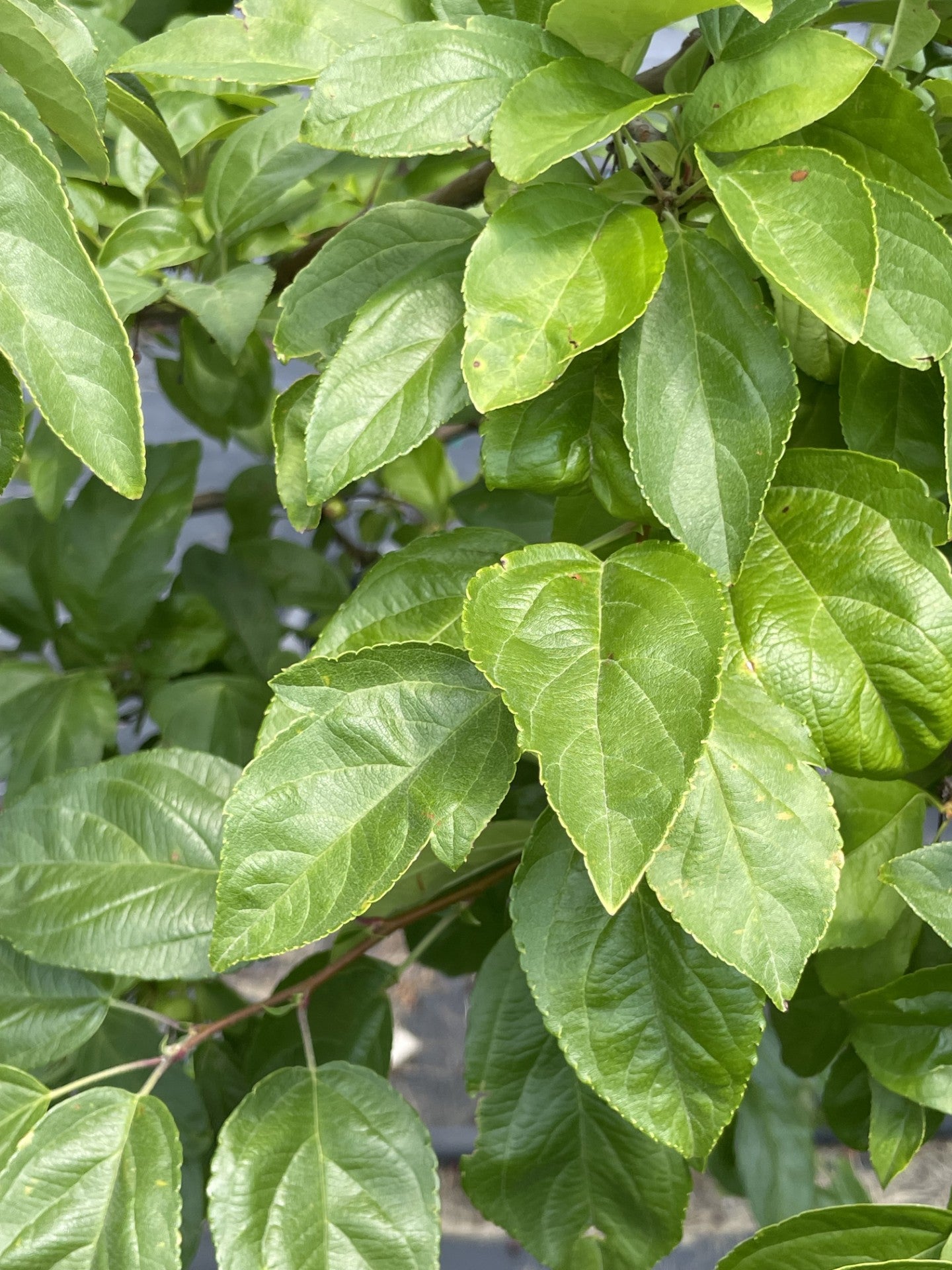 Crabapple, Sweet Sugar Tyme