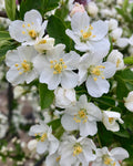 Crabapple, Tina/Sargent