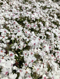 Phlox, Creeping, Amazing Grace #1