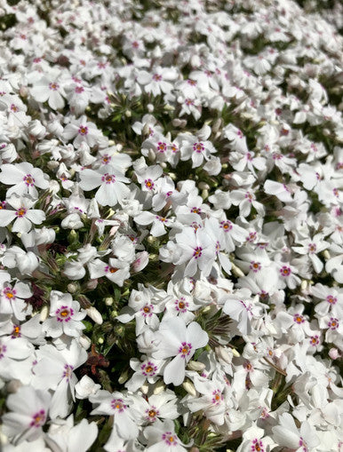 Phlox, Creeping, Amazing Grace #1
