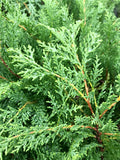 Cypress, Celtic Pride #5