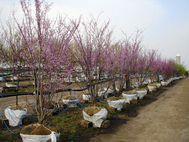 Redbud, Eastern