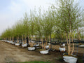 Birch, River Clump 6-8'