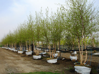 Birch, River Clump 6-8'
