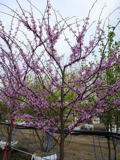 Redbud, Eastern