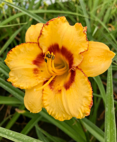 Daylily, Jazz King #1
