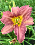 Daylily, Lavender Purple #1