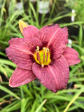 Daylily, Raspberry Pixie #1
