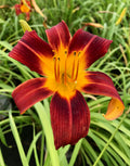 Daylily, Red Magic #1