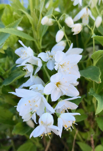 Deutzia, Chardonnay Pearls #3