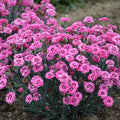 Dianthus, Cute as a Button #1