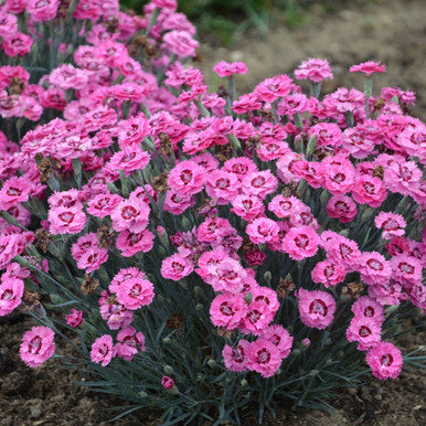 Dianthus, Cute as a Button #1