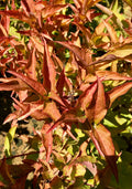 Honeysuckle, Kodiak Orange #3